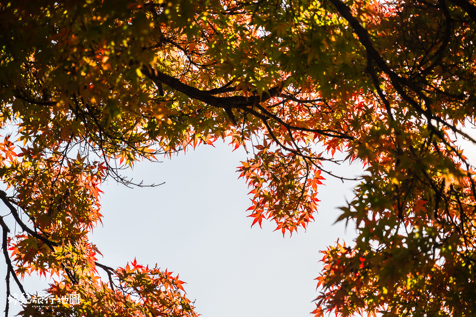 ｜中部．愛知景點｜名古屋城，2025年開放時間／門票／交通資訊