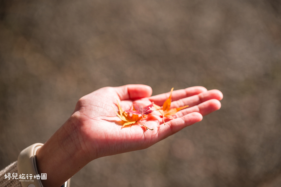 ｜中部．愛知景點｜名古屋城，2025年開放時間／門票／交通資訊