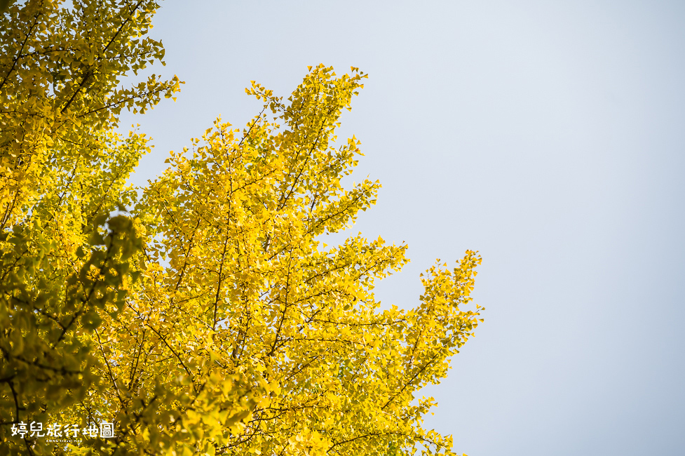 ｜中部．愛知景點｜名古屋城，2025年開放時間／門票／交通資訊
