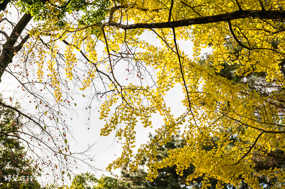 ｜中部．愛知景點｜名古屋城，2025年開放時間／門票／交通資訊