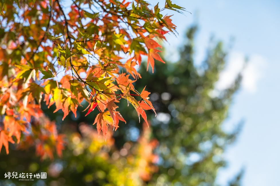 ｜中部．愛知景點｜名古屋城，2025年開放時間／門票／交通資訊
