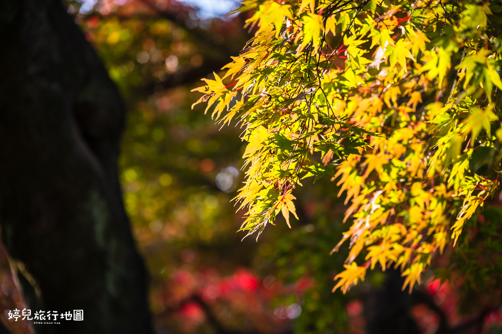 ｜中部．愛知景點｜名古屋城，2025年開放時間／門票／交通資訊