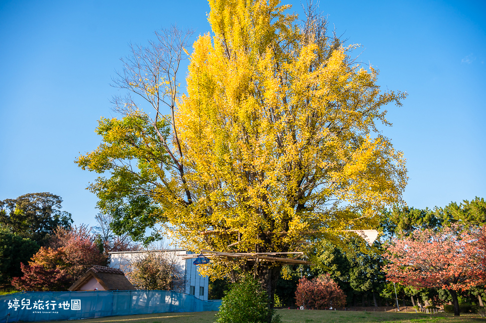 ｜中部．愛知景點｜名古屋城，2025年開放時間／門票／交通資訊