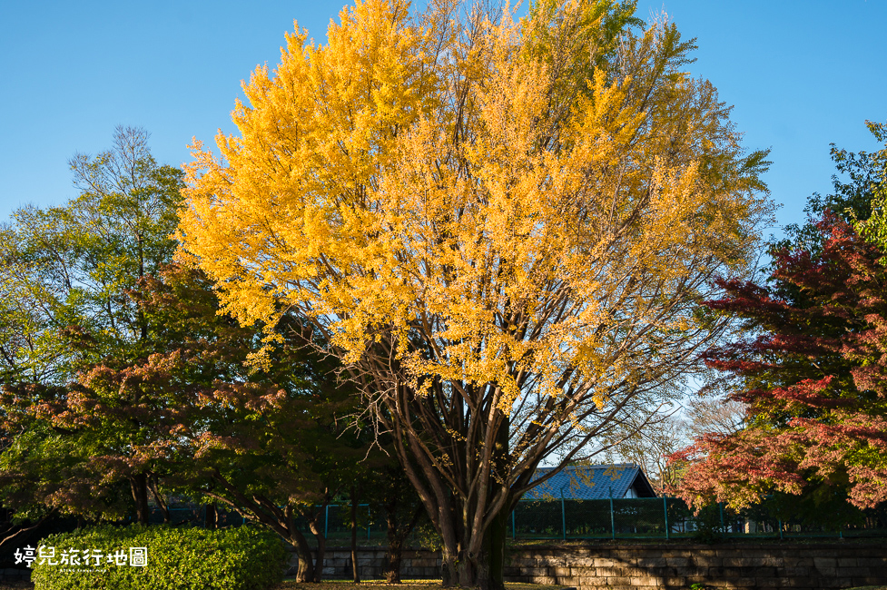 ｜中部．愛知景點｜名古屋城，2025年開放時間／門票／交通資訊