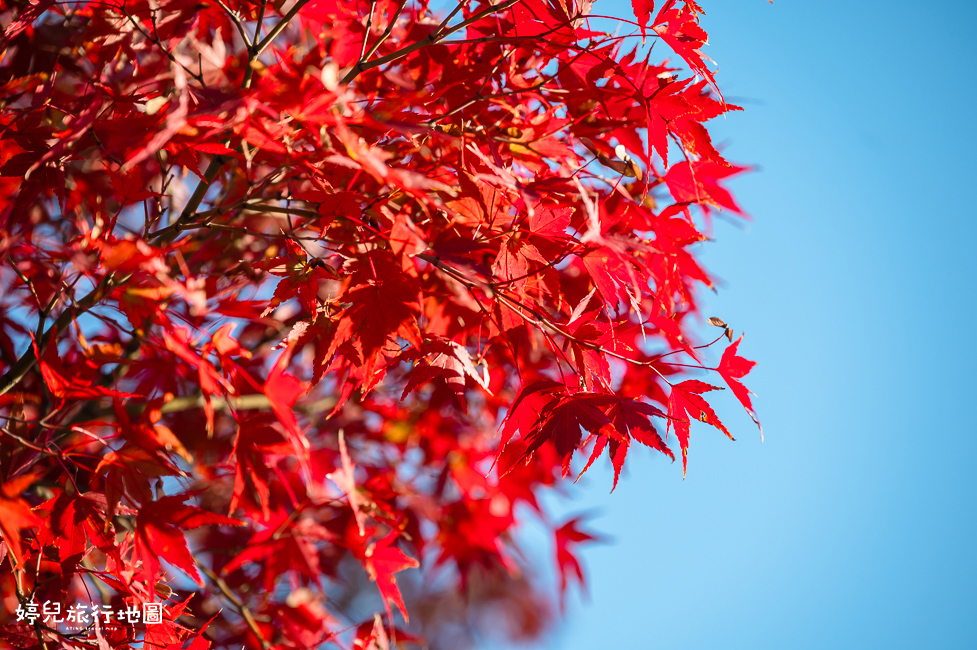 ｜中部．愛知景點｜名古屋城，2025年開放時間／門票／交通資訊