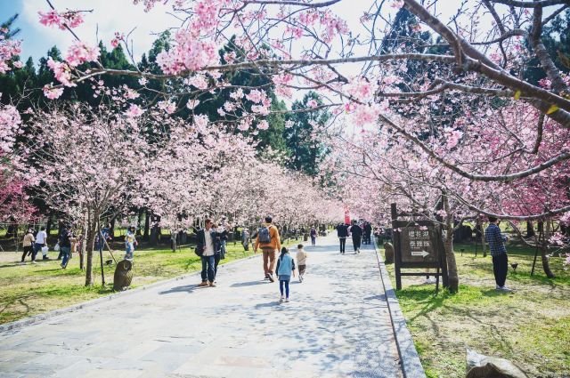 京都？

#櫻花季 #櫻花  #九族櫻花季 #九族櫻花祭