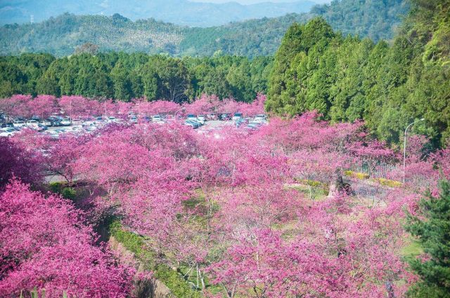 櫻花毯

#九族文化村 #櫻花 #櫻花季