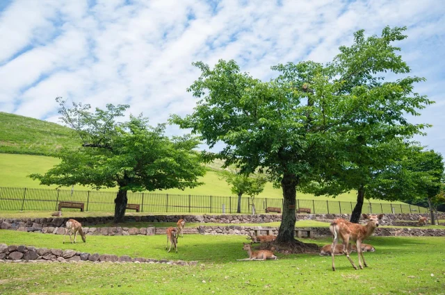 奈良公園就位在奈良市若草山麓裡的都市公園，整個公園佔地約有660公頃，面積可以說是非常的廣大，而著名的東大寺、春日大社、興福寺…等，也都在奈良公園裡面！

#奈良 #奈良グルメ #奈良観光 #奈良公園 #奈良旅行 #日本 #日本ツアーズ #japan #japantrip #japanphotography #日本の風景 #日本旅遊 #日本遺産 #japantravelphoto