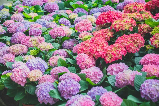花露農場的繡球花季來囉！！！

#花露農場 #繡球花 #繡球花季 #苗栗景點