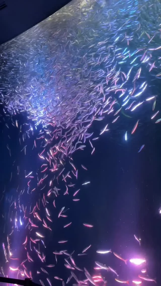 之前去名古屋水族館看到的沙丁魚風暴
連餵食都可以這麼的藝術，真的很厲害！

#名古屋 #日本 #nagoya #japan #japantravelphoto