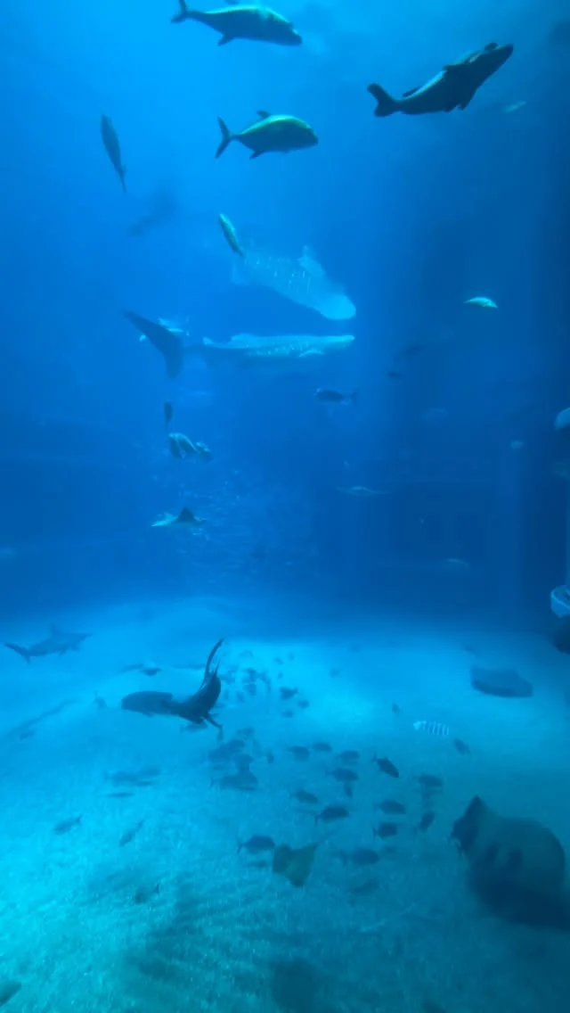 大阪海遊館的鯨鯊～

#大阪 #日本 #japan #osaka #japantravelphoto