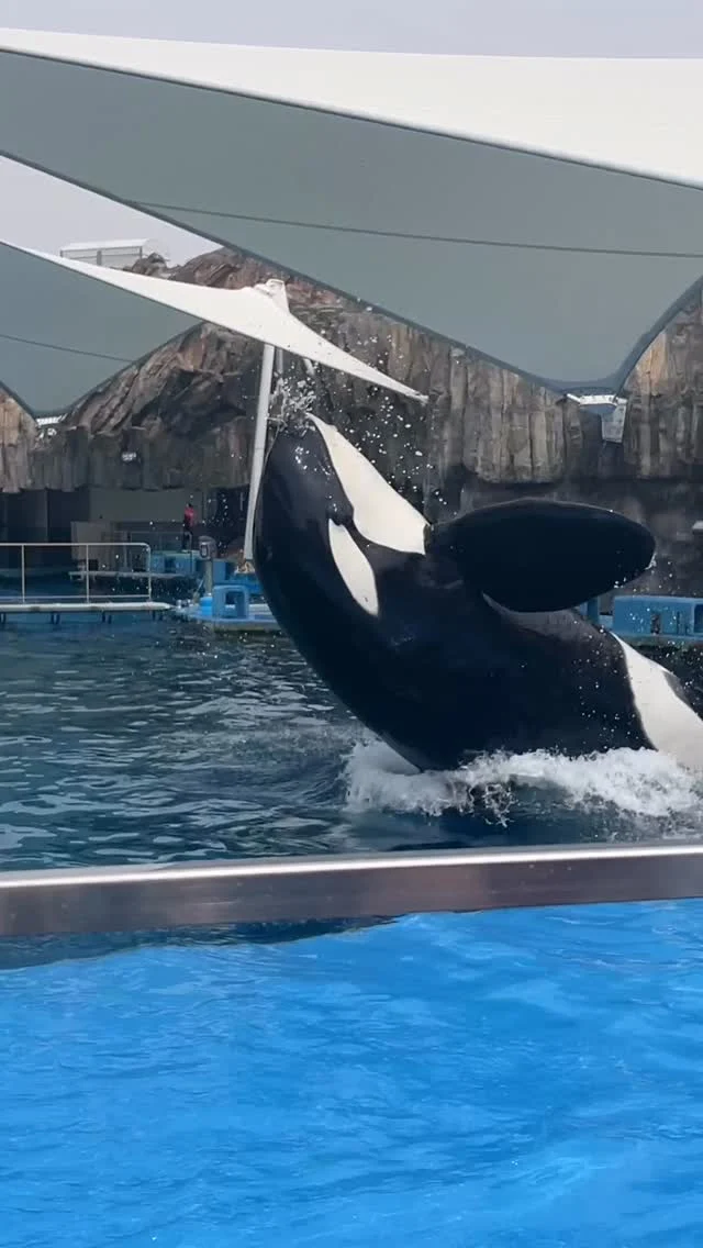 名古屋水族館的虎鯨好可愛😍

#名古屋 #日本 #japan #nagoya #japantravelphoto