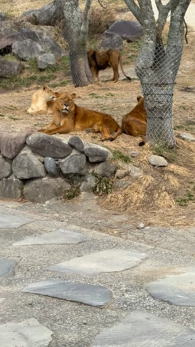 姐姐拍的動物影片～
九州自然動物園可以搭車近距離看動物
真的是一個很棒的體驗！！！

#九州 #日本 #九州旅行 #japan #japantravelphoto