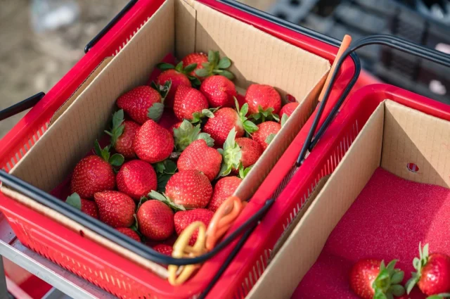 如意高架草莓園～
每次草莓季都會帶孩子去採草莓
默默的收集不少間了！