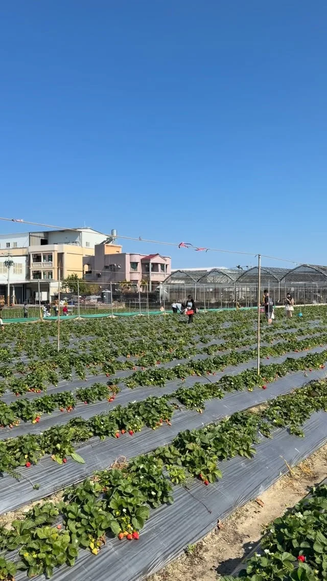 苑裡草莓園～
不用跑到大湖就很讚！