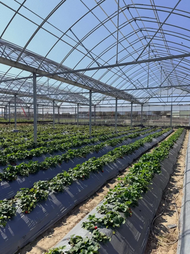 今天帶孩子去採草莓🍓