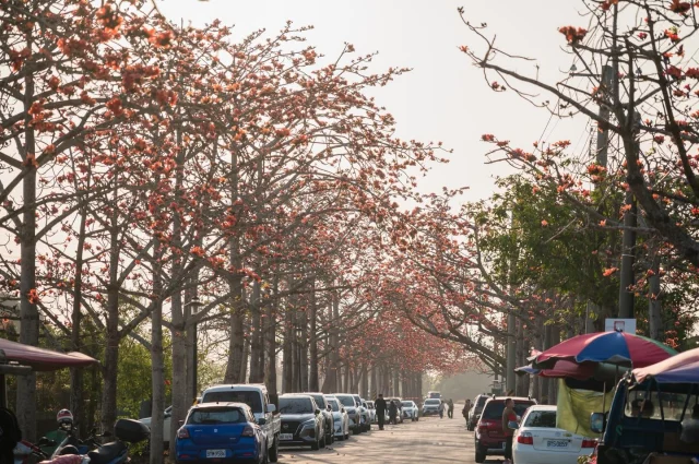 林初埤木棉花道
火紅盛開中！！

#賞花景點  #木棉花 #台南 #白河 #林初埤
