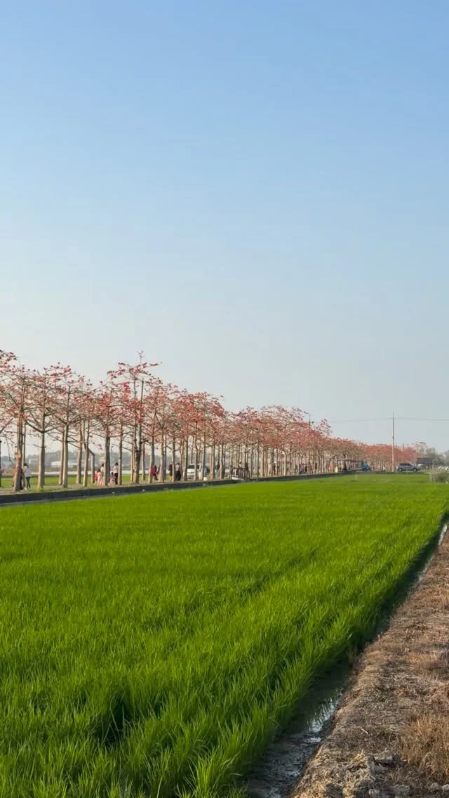 林初埤木棉花道開花啦！！
木棉花季從3/13開始，週邊也會進行道路管制
如果要來看木棉花的朋友，可以留意一下資訊唷！

#木棉花 #林初埤木棉花道 #白河