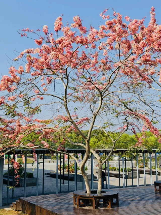 花旗木盛開的季節